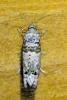 Notocelia incarnatana